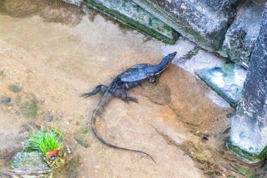 Kertenkele, Güneydoğu Asya 'daki Güney Tayland' da Patong Sahili 'nde Kathu Bölgesi Phuket Adası' nda tropikal nehir boyunca yürüyor..