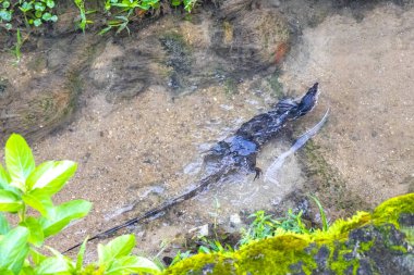 Kertenkele, Güneydoğu Asya 'nın güneyindeki Patong Sahili' nde Kathu Bölgesi Phuket Adası 'nda tropikal bir nehirde yüzüyor..