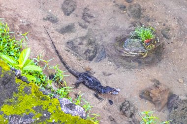 Kertenkele, Güneydoğu Asya 'daki Güney Tayland' da Patong Sahili 'nde Kathu Bölgesi Phuket Adası' nda tropikal nehir boyunca yürüyor..