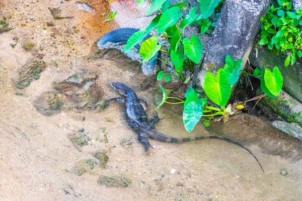 Kertenkele, Güneydoğu Asya 'daki Güney Tayland' da Patong Sahili 'nde Kathu Bölgesi Phuket Adası' nda tropikal nehir boyunca yürüyor..