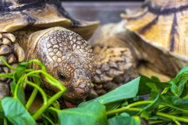 Büyük kaplumbağa kara kaplumbağaları Güneydoğu Asya 'daki Güney Tayland' da Patong Sahili Kathu Bölgesi Phuket Adası 'nda yeşillik yerler..