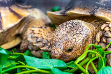 Büyük kaplumbağa kara kaplumbağası Güneydoğu Asya 'daki Güney Tayland' da Patong Sahili Kathu Bölgesi Phuket Adası 'nda yeşillik yiyor..