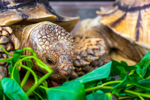 Büyük kaplumbağa kara kaplumbağaları Güneydoğu Asya 'daki Güney Tayland' da Patong Sahili Kathu Bölgesi Phuket Adası 'nda yeşillik yerler..