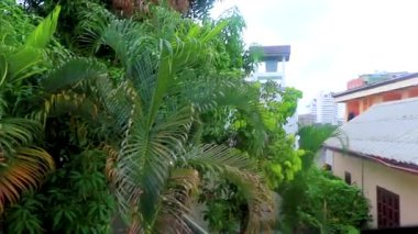 Güneydoğu Asya 'da Patong Plajı' ndaki Kathu Bölgesi Phuket Adası 'ndaki otel binasında bulunan güzel tropikal palmiye ağaçları..