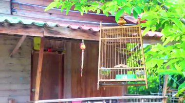 Güneydoğu Asya 'da Patong Sahili' nde Kathu Bölgesi Phuket Adası Bölgesi Güney Tayland Bölgesi 'nde küçük bir kafesin içinde tropik sarı kuş zıplıyor..