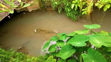 Güneydoğu Asya 'da Patong Sahili Kathu Bölgesi Phuket Adası Bölgesi Güney Tayland' da tropikal doğa ve fil kulak bitkileri ile yeşil nehir akıntısı.