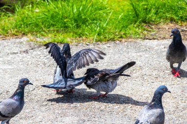 Güvercinler, Güneydoğu Asya 'da Patong Sahili' nde Kathu Bölgesi Phuket Adası 'nda sevişirken çiftleşmeye çalışıyorlar..