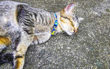 Güneydoğu Asya 'daki Güney Tayland' da Patong Sahili Kathu Bölgesi Phuket Adası 'nda kedi uyuyor ve rahatça dinleniyor..