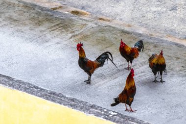 Güneydoğu Asya 'daki Güney Tayland' da Patong Sahili Kathu Bölgesi Phuket Adası 'nda horoz sürüsü.