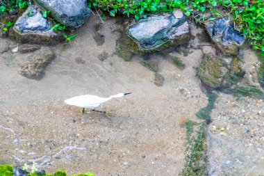 Beyaz balıkçıl balığı Güneydoğu Asya 'da Patong Sahili' nde Kathu Bölgesi Phuket Adası Bölgesi Güney Tayland 'da nehir suyunda avlanır ve balık avlar..