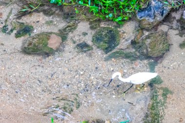 Beyaz balıkçıl balığı Güneydoğu Asya 'da Patong Sahili' nde Kathu Bölgesi Phuket Adası Bölgesi Güney Tayland 'da nehir suyunda avlanır ve balık avlar..