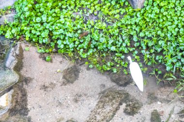 Beyaz balıkçıl balığı Güneydoğu Asya 'da Patong Sahili' nde Kathu Bölgesi Phuket Adası Bölgesi Güney Tayland 'da nehir suyunda avlanır ve balık avlar..