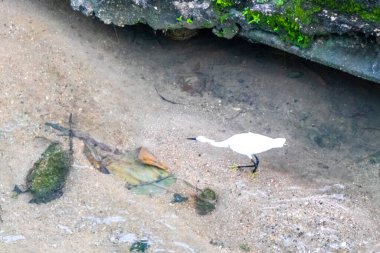 Beyaz balıkçıl balığı Güneydoğu Asya 'da Patong Sahili' nde Kathu Bölgesi Phuket Adası Bölgesi Güney Tayland 'da nehir suyunda avlanır ve balık avlar..