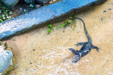 Kertenkele, Güneydoğu Asya 'daki Güney Tayland' da Patong Sahili 'nde Kathu Bölgesi Phuket Adası' nda tropikal nehir boyunca yürüyor..