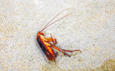 Güneydoğu Asya 'da Patong Sahili' ndeki Kathu Bölgesi Phuket Adası 'ndaki kumsalda ölü hamamböceği bulundu..