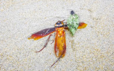 Güneydoğu Asya 'da Patong Sahili' ndeki Kathu Bölgesi Phuket Adası 'ndaki kumsalda ölü hamamböceği bulundu..