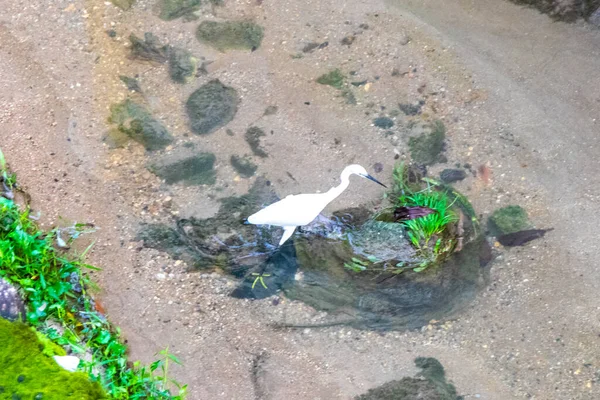 Beyaz balıkçıl balığı Güneydoğu Asya 'da Patong Sahili' nde Kathu Bölgesi Phuket Adası Bölgesi Güney Tayland 'da nehir suyunda avlanır ve balık avlar..