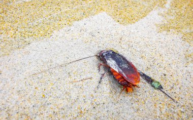 Güneydoğu Asya 'da Patong Sahili' ndeki Kathu Bölgesi Phuket Adası 'ndaki kumsalda ölü hamamböceği bulundu..