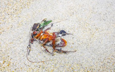 Güneydoğu Asya 'da Patong Sahili' ndeki Kathu Bölgesi Phuket Adası 'ndaki kumsalda ölü hamamböceği bulundu..