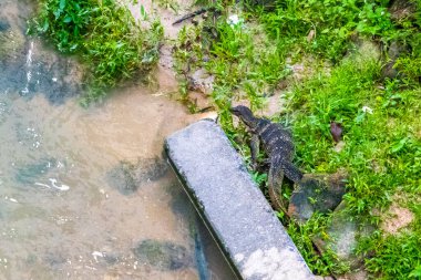 Kertenkele, Güneydoğu Asya 'daki Güney Tayland' da Patong Sahili 'nde Kathu Bölgesi Phuket Adası' nda tropikal nehir boyunca yürüyor..