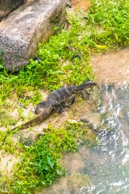 Kertenkele, Güneydoğu Asya 'daki Güney Tayland' da Patong Sahili 'nde Kathu Bölgesi Phuket Adası' nda tropikal nehir boyunca yürüyor..