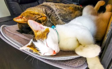 Güneydoğu Asya 'da Patong Sahili' nde Kathu Bölgesi Phuket Adası 'nda iki kedi mutlu bir şekilde uyur ve rahat bir şekilde dinlenir..