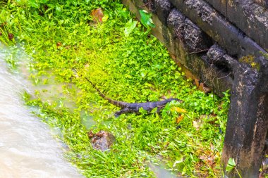 Kertenkele, Güneydoğu Asya 'daki Güney Tayland' da Patong Sahili 'nde Kathu Bölgesi Phuket Adası' nda tropikal nehir boyunca yürüyor..