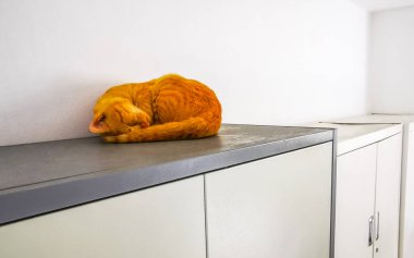 Güneydoğu Asya 'da Patong Plajı' ndaki Kathu Bölgesi Phuket Adası 'ndaki dolapta uyuyan turuncu kırmızı kedi..