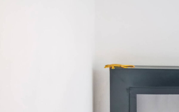 Asian gecko house lizard is crawling on the white wall in Patong Beach Kathu District Phuket Island Province Southern Thailand in Southeast Asia.