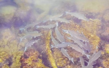 Rio de Janeiro Brezilya 'nın Angra dos Reis eyaletinde yeşil turkuaz ve mavi suda yüzen tropikal balıklar.