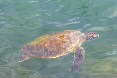 Deniz kaplumbağaları Rio de Janeiro Brezilya 'nın Angra dos Reis eyaletinde nefes almak için su yüzeyine yüzerler..