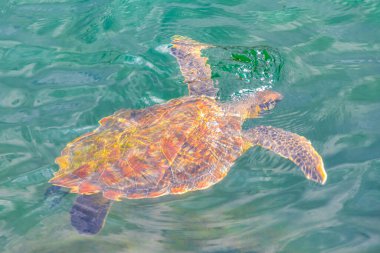 Deniz kaplumbağaları Rio de Janeiro Brezilya 'nın Angra dos Reis eyaletinde nefes almak için su yüzeyine yüzerler..