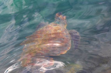 Deniz kaplumbağaları Rio de Janeiro Brezilya 'nın Angra dos Reis eyaletinde nefes almak için su yüzeyine yüzerler..