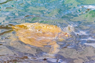 Deniz kaplumbağaları Rio de Janeiro Brezilya 'nın Angra dos Reis eyaletinde nefes almak için su yüzeyine yüzerler..