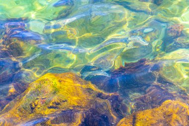 Deniz kaplumbağaları Rio de Janeiro Brezilya 'nın Angra dos Reis eyaletinde nefes almak için su yüzeyine yüzerler..