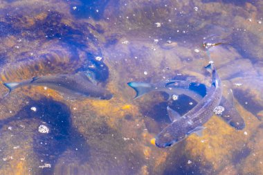 Rio de Janeiro Brezilya 'nın Angra dos Reis eyaletinde yeşil turkuaz ve mavi suda yüzen tropikal balıklar.