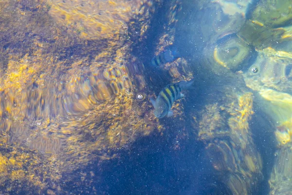 Rio de Janeiro Brezilya 'nın Angra dos Reis eyaletinde yeşil turkuaz ve mavi suda yüzen tropikal balıklar.