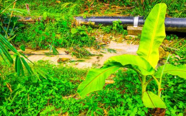 Güneydoğu Asya 'daki Patong Sahili Kathu Bölgesi Phuket Adası Güney Tayland' da tropik yeşil nehir kanalı ve şelalesi..