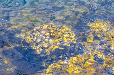 Deniz kıyısındaki kayalıklarda midye turkuvaz yeşil suda Angra dos Reis Rio de Janeiro Brezilya 'da deniz kabuğu..