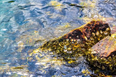 Deniz kıyısındaki kayalıklarda midye turkuvaz yeşil suda Angra dos Reis Rio de Janeiro Brezilya 'da deniz kabuğu..
