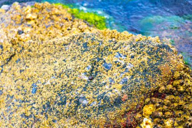 Deniz kıyısındaki kayalıklarda midye turkuvaz yeşil suda Angra dos Reis Rio de Janeiro Brezilya 'da deniz kabuğu..