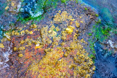 Deniz kıyısındaki kayalıklarda midye turkuvaz yeşil suda Angra dos Reis Rio de Janeiro Brezilya 'da deniz kabuğu..