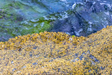 Deniz kıyısındaki kayalıklarda midye turkuvaz yeşil suda Angra dos Reis Rio de Janeiro Brezilya 'da deniz kabuğu..
