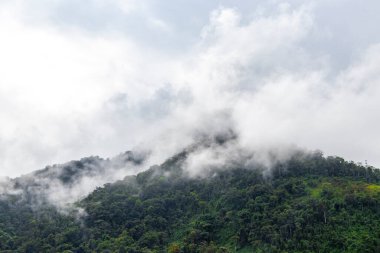Tropikal dağ tepeleri orman ağaçları bulutlu sis bulutlu sis ve karanlık gökyüzü Angra dos Reis Rio de Janeiro Brezilya 'da.