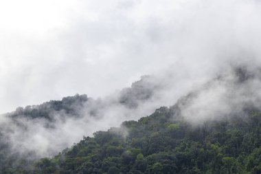 Tropikal dağ tepeleri orman ağaçları bulutlu sis bulutlu sis ve karanlık gökyüzü Angra dos Reis Rio de Janeiro Brezilya 'da.