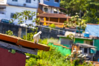 Güvercinler güvercinlere güvercinler kuşlara güvercinler çatıda oturuyordu Rio de Janeiro Brezilya 'nın Reis eyaletinde.