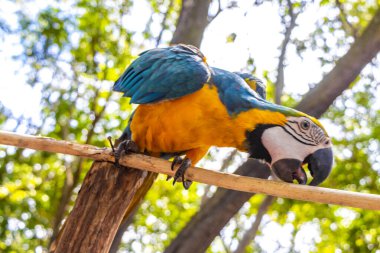Iranduba Manaus Brezilya 'nın Amazon Eyaleti' ndeki yeşil tropikal ormanlarda dalda oturan mavi ve sarı papağan kuşu..
