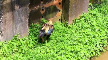 Güneydoğu Asya 'da Patong Sahili' nde Kathu Bölgesi Phuket Adası eyaleti Güney Tayland 'da çimlerin üzerinde yürüyen büyük erkek horoz..