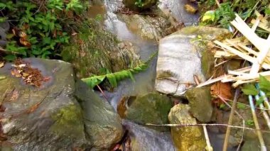 Green river stream in tropical nature with plants and flowers in Patong Beach Kathu District Phuket Island Province Southern Thailand in Southeast Asia.