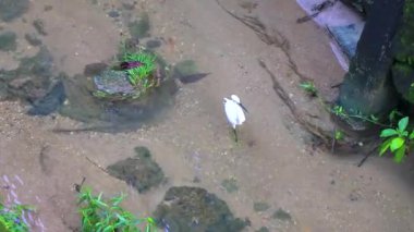 Beyaz balıkçıl balığı Güneydoğu Asya 'da Patong Sahili' nde Kathu Bölgesi Phuket Adası Bölgesi Güney Tayland 'da nehir suyunda avlanır ve balık avlar..